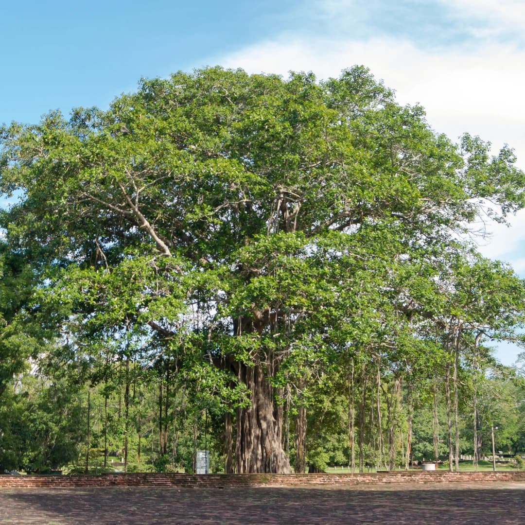 An ancient banyan with a numbered trail marker