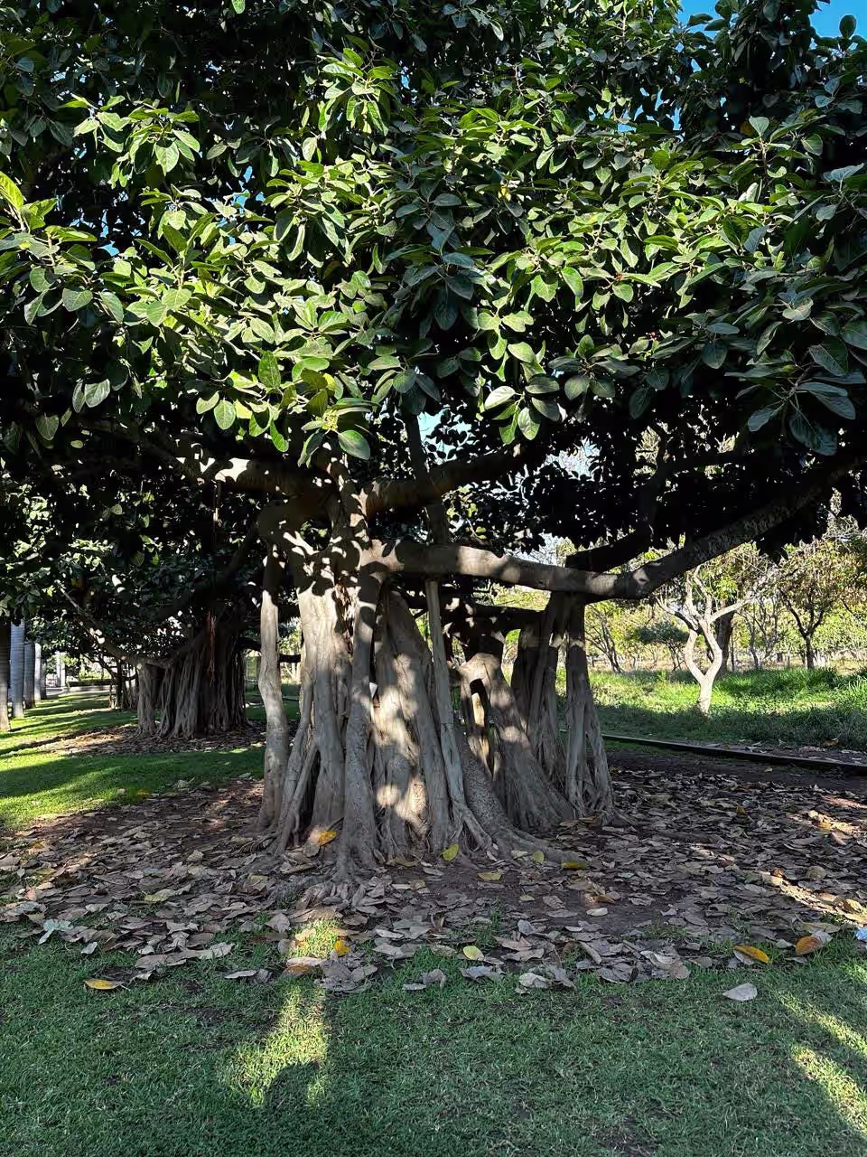 A Living Library of Trees