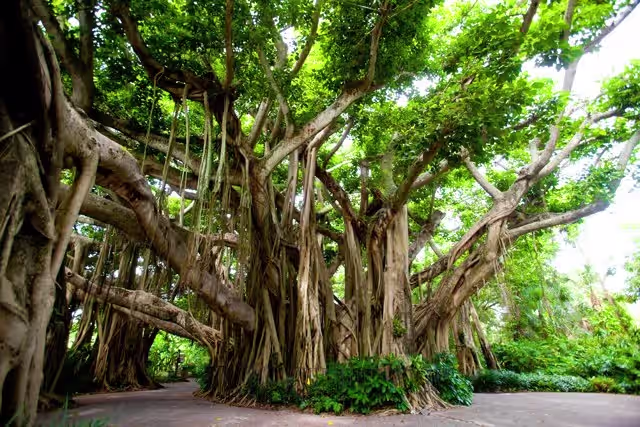 Guided Tree Trail