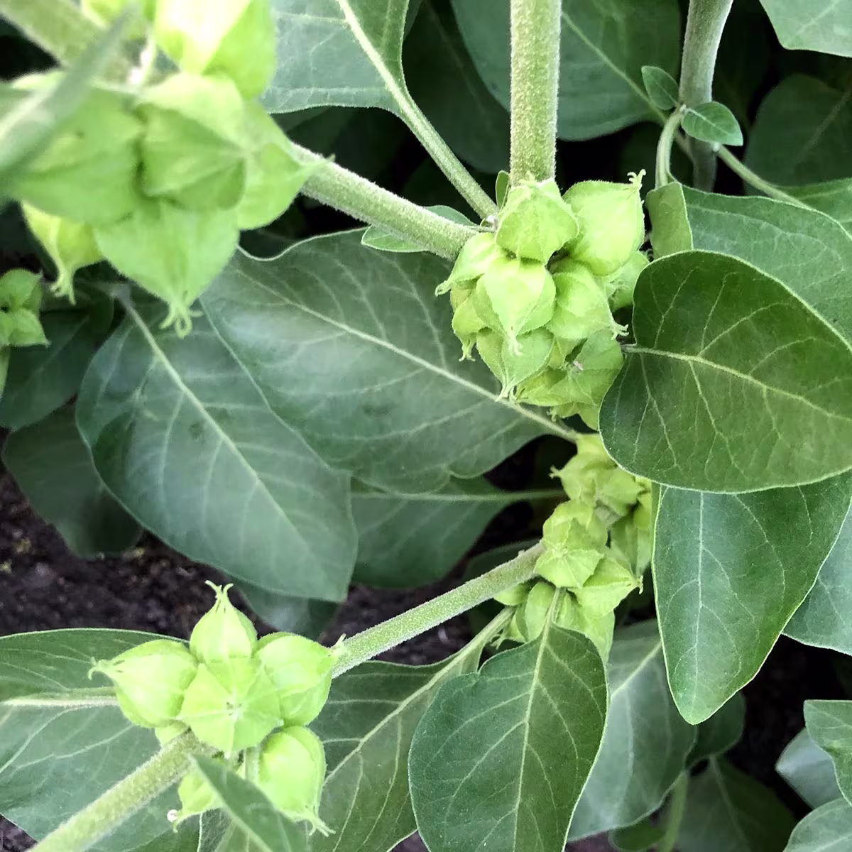 Ashwagandha
