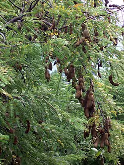 Sour Tamarind