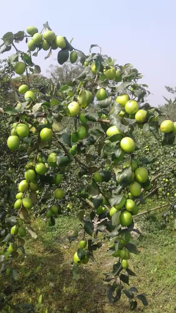 Apple Ber
