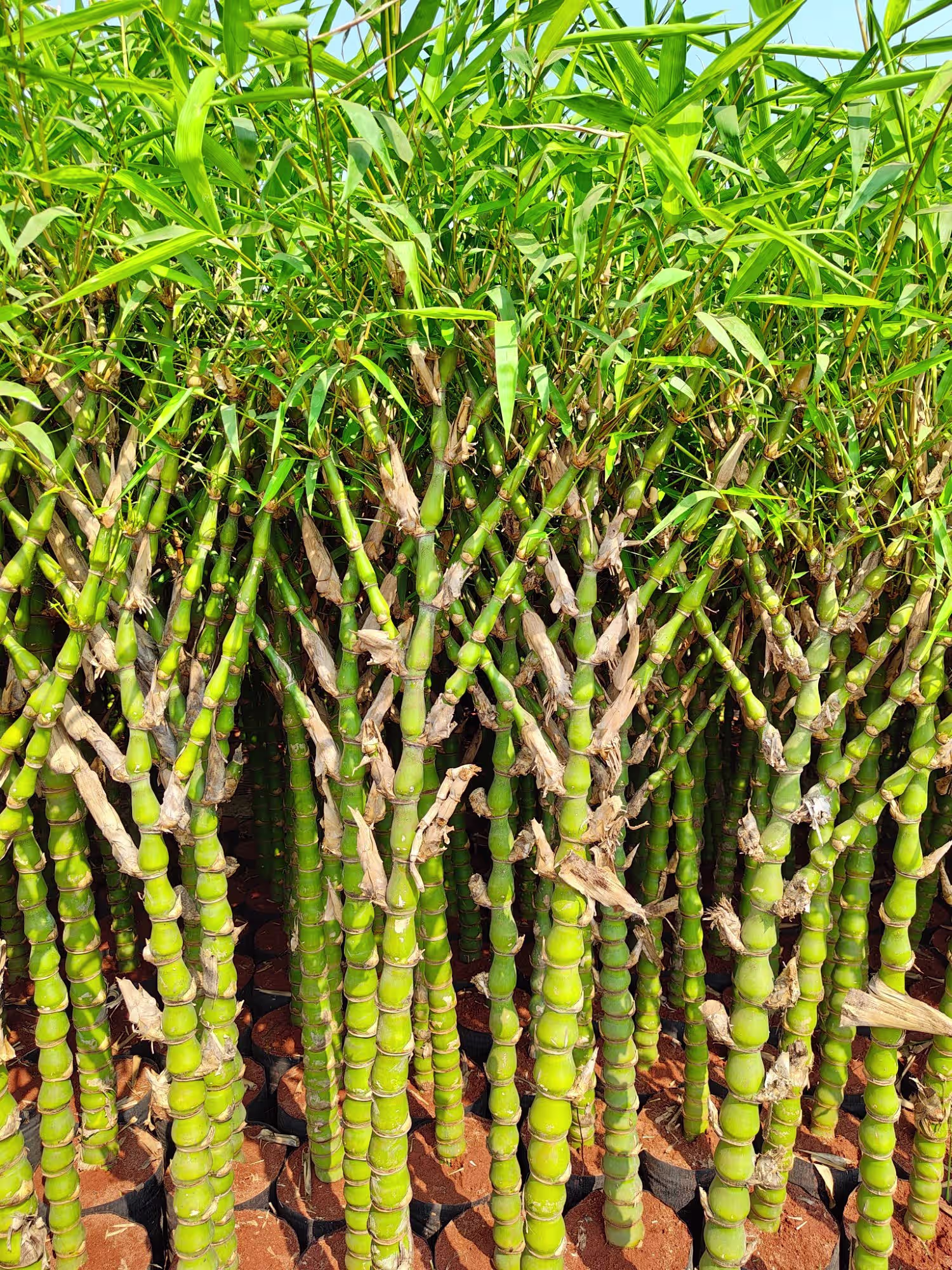 Buddha Bamboo