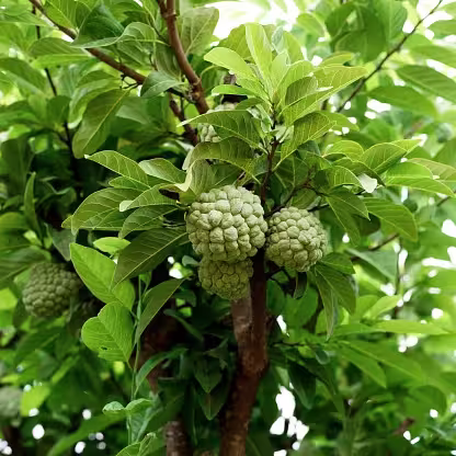 Custard Apple