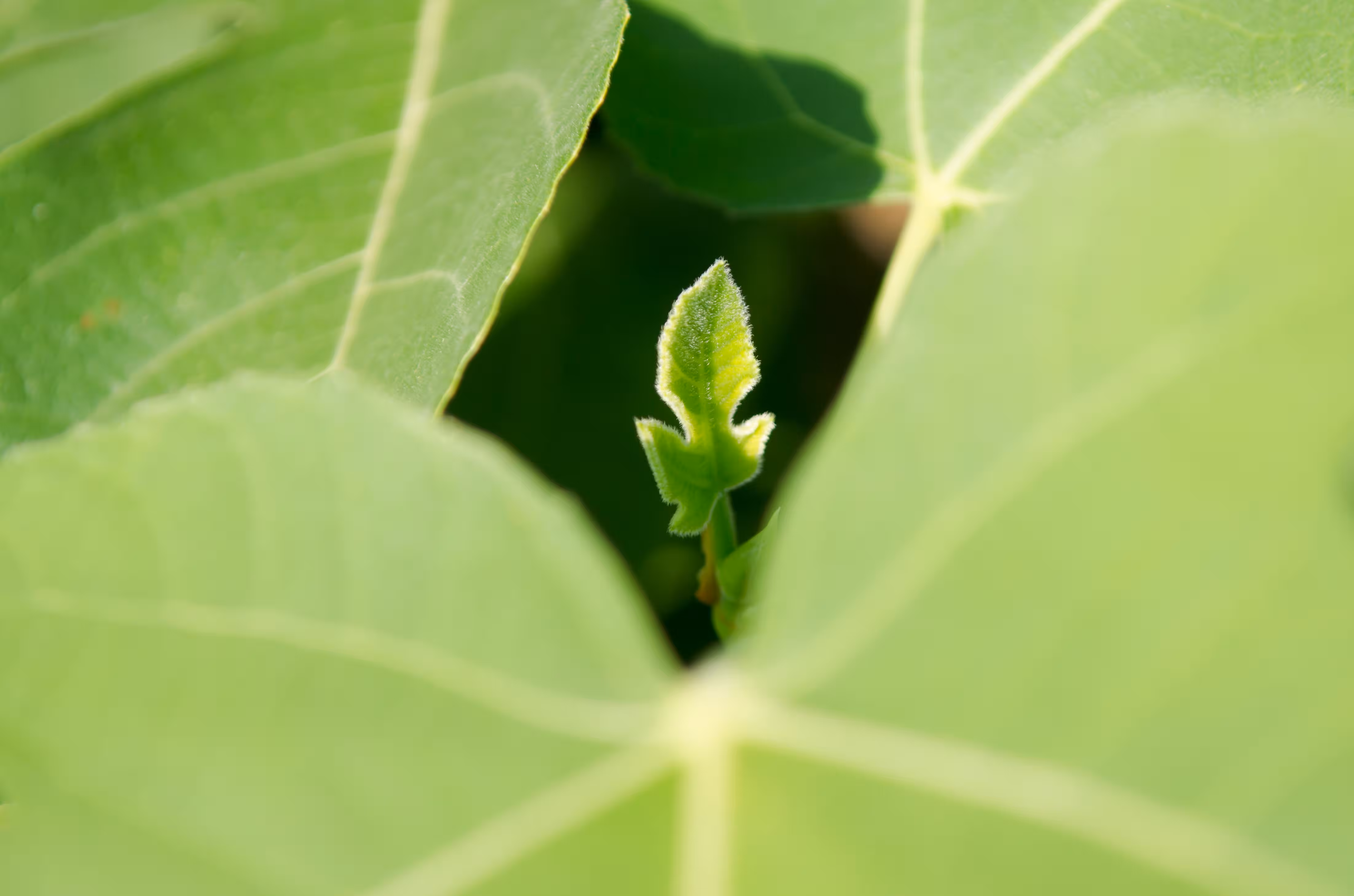 Fig