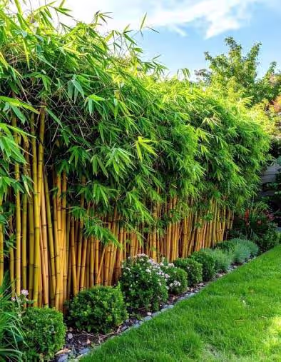 Golden Bamboo