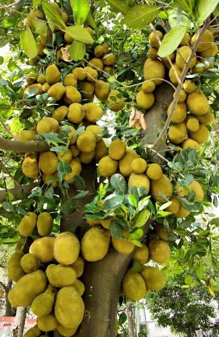 Jackfruit