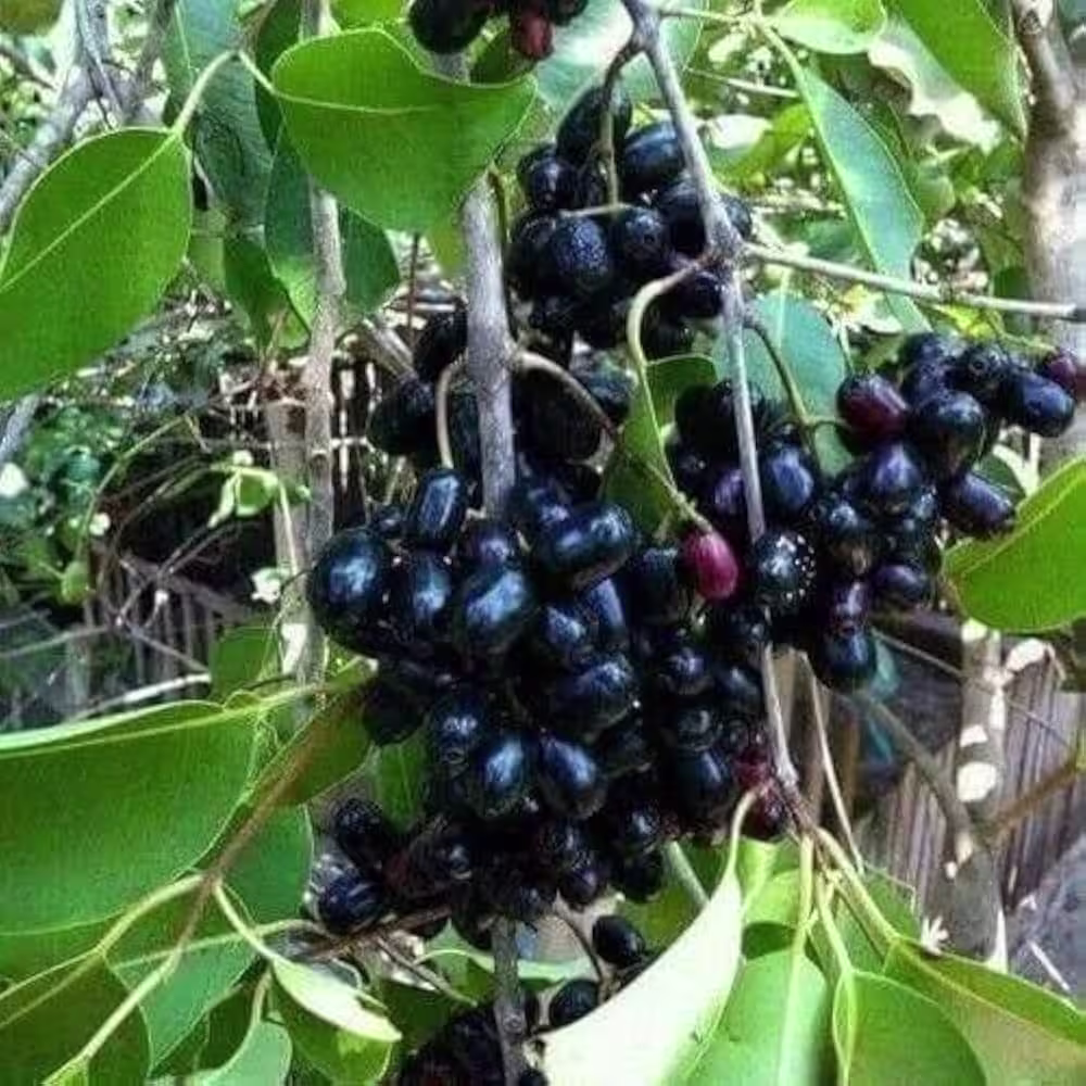 Jambu