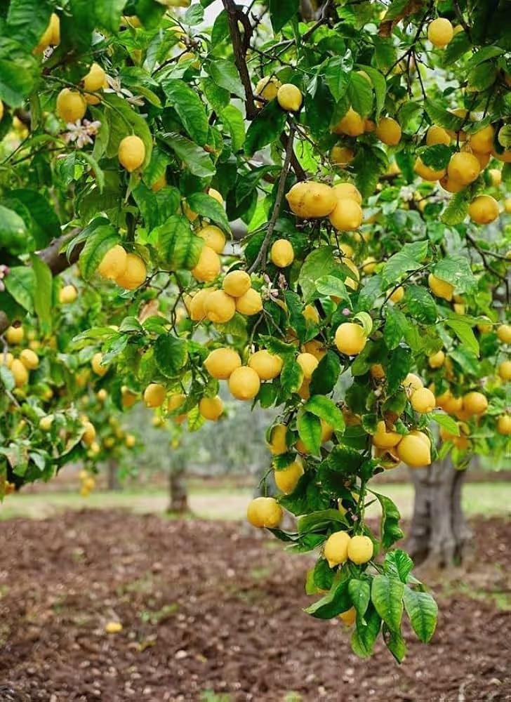 Lemon