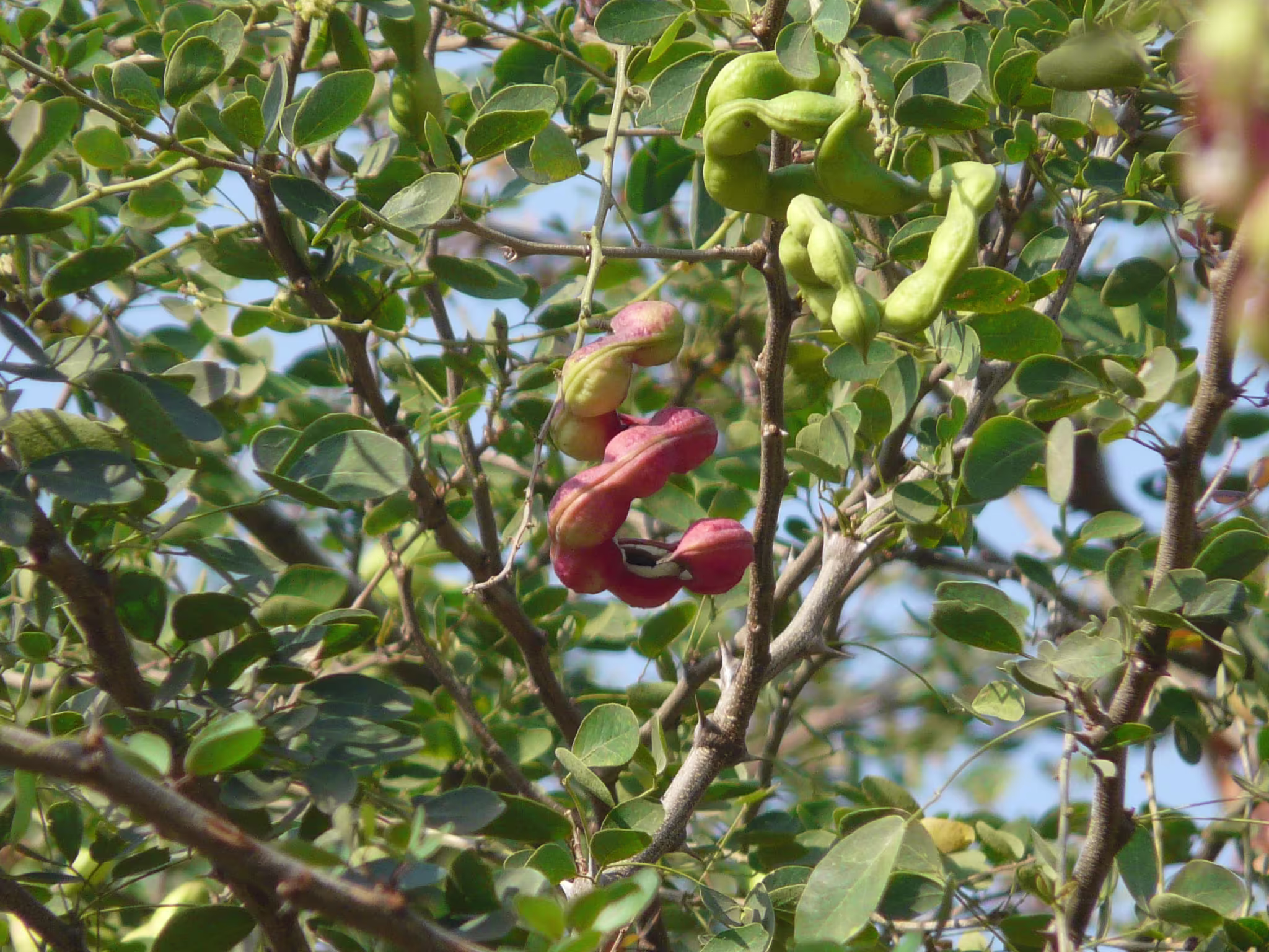 Sweet Tamarind