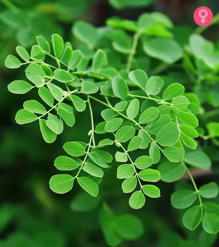 Moringa