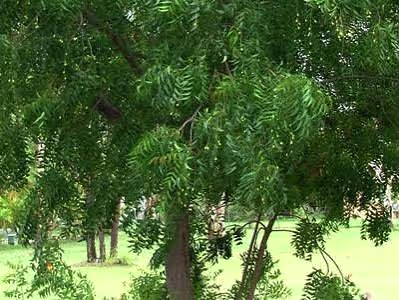 Neem